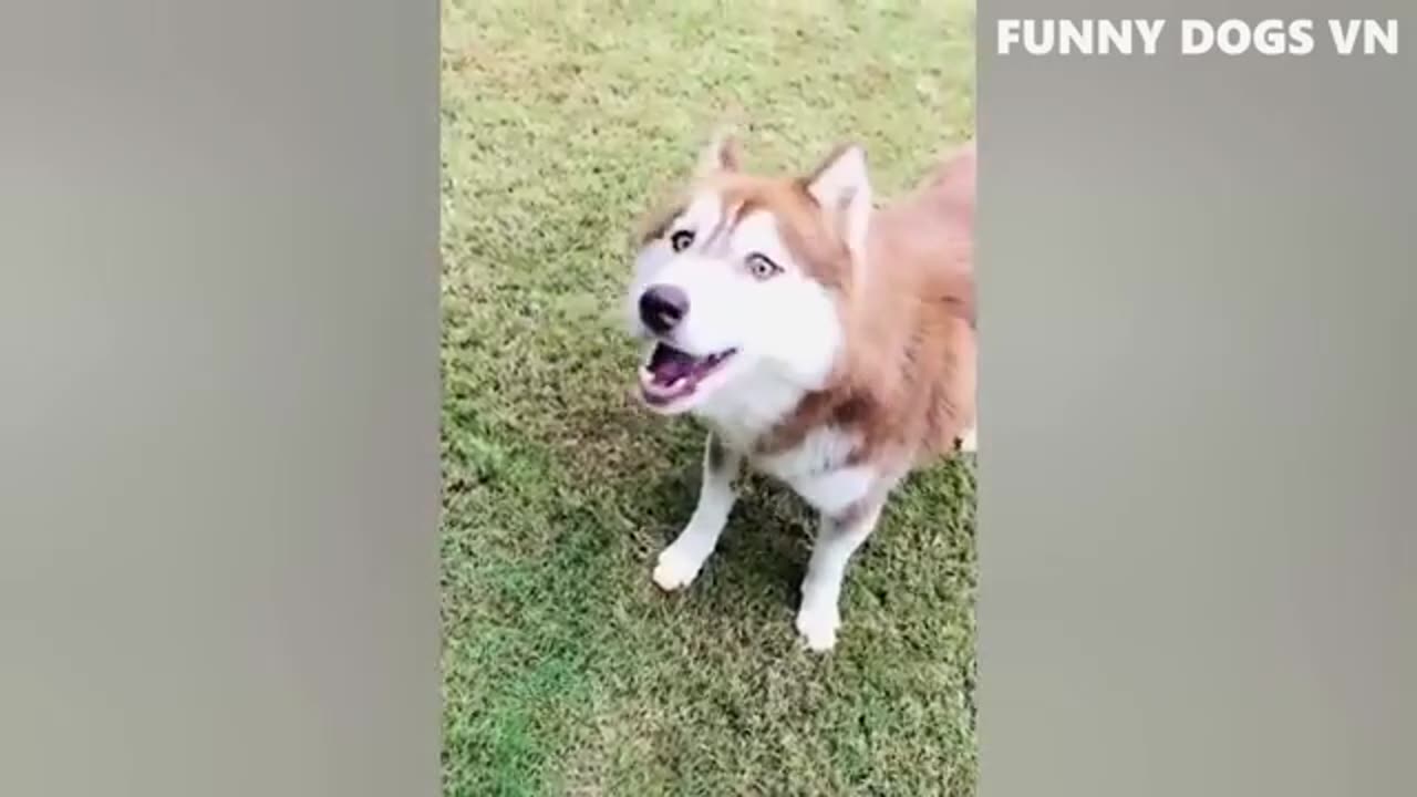 Funniest video of animal 😁❣️