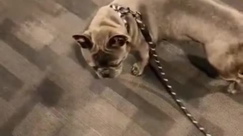 OMG so cute cats and dog funny video 2021 | Best funny cats compilation #ss #short🐈🐈🐕🐕❤️🐕🐕😸😸