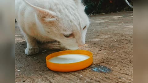 Slowmo of cat while having milk