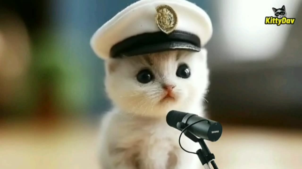 Cute Cat Singing song || part 2 || funny video ||viral video song