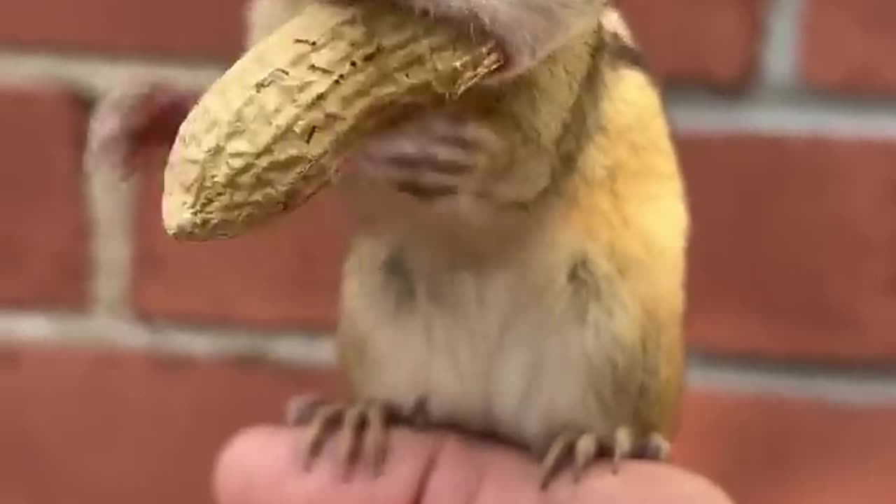 Chipmunk N long peanut.//#viral video.