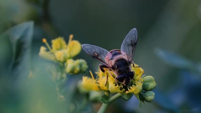 bee harvest