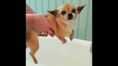 Best animals 4. Funny moments. Best of 2022!