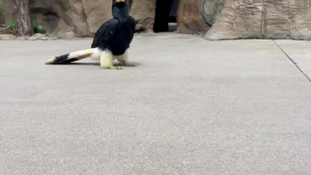 Terri the rhinoceros hornbill hopping over to brighten your day 🤩