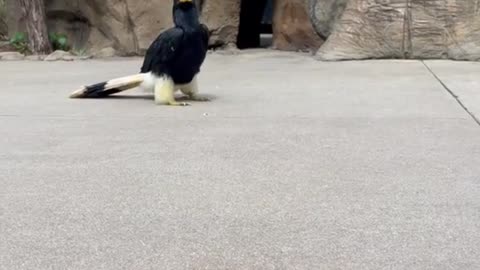 Terri the rhinoceros hornbill hopping over to brighten your day 🤩