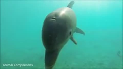 Dolphin swimming