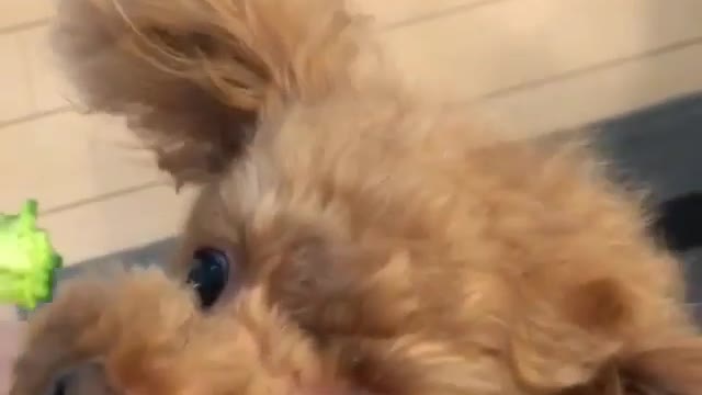 Lovely puppy