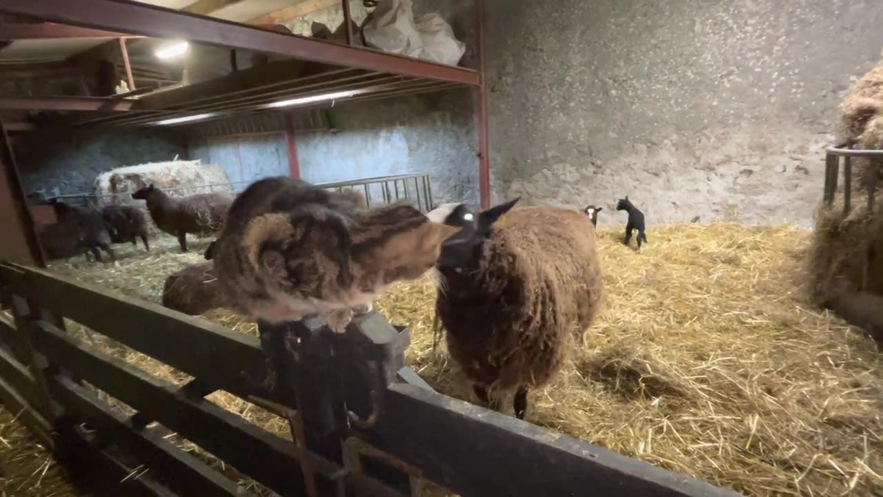 EarFeather has beautiful healthy twins at 4am, overseen by cat Ovenmitt