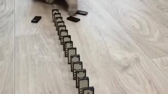 OMG Cute Cat