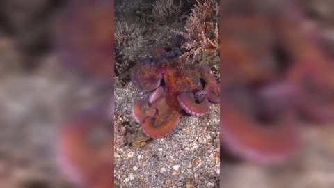 SEA OCTOPUS