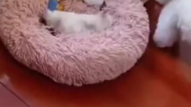 cat funny video