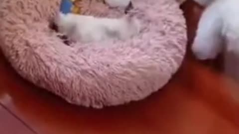 cat funny video