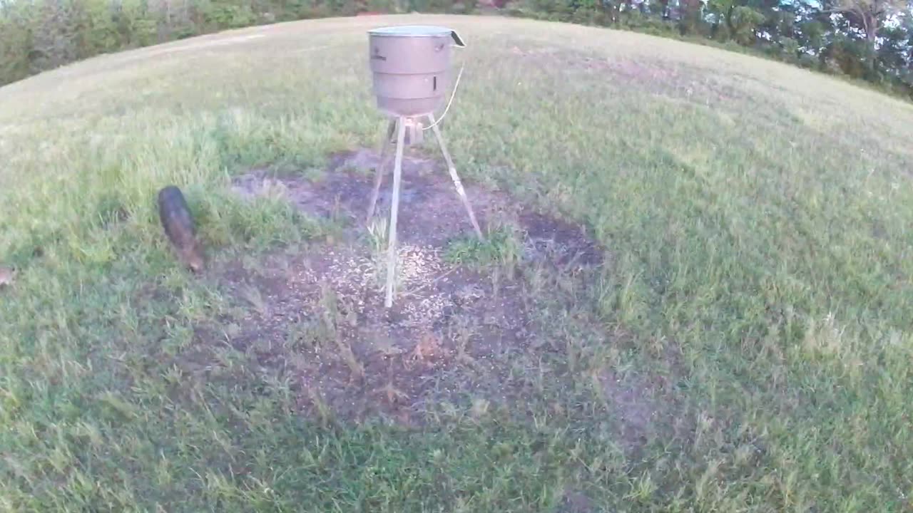 What does this pig weigh? 5/13/2023