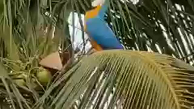 Bird drinking coconut water