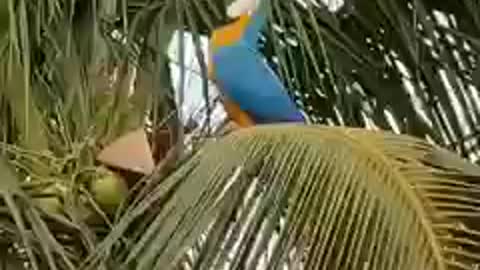 Bird drinking coconut water