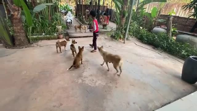 Cute Puppies Video By Animal Blogger - Thiara Feed Lovely Dogs - Smart Pets