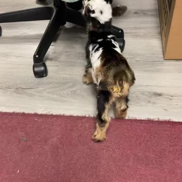 Ok just for fun. This is a baby goat!