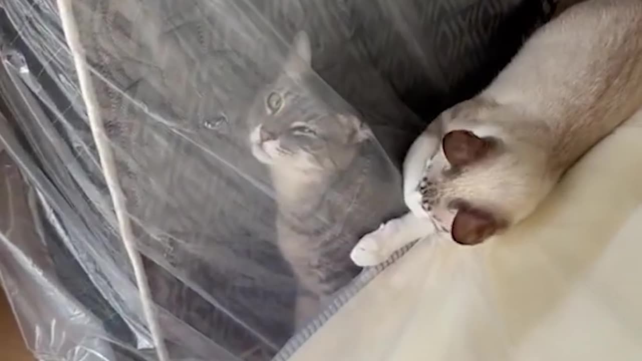 Animaux drôles - Chats et chiens drôles - Vidéos d'animaux drôles 2023 🤣