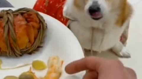 Funny dogs - Comedy videos