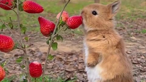 Rabbit eating strawberries 🍓