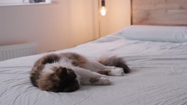 Cute cat sleeps a lot