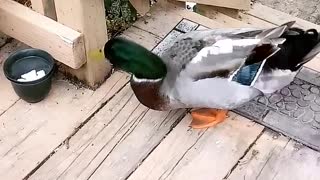 Duck on Deck