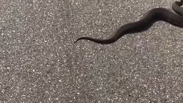 Saving a Cottonmouth Snake Using a Stick