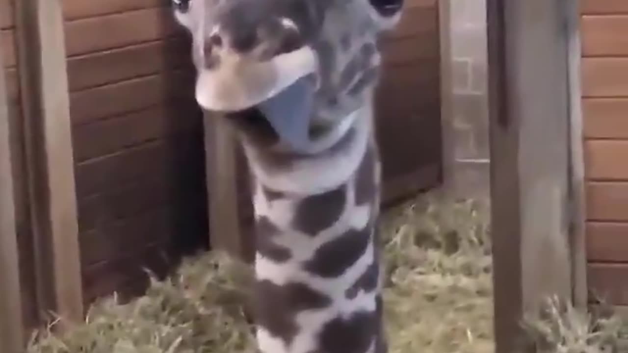 Baby Giraffes are so under appreciated.