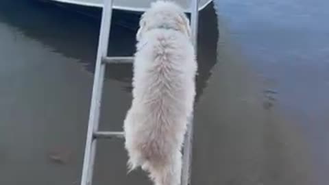 SCARED DOG CLIMBS LADDER TO A BOAT