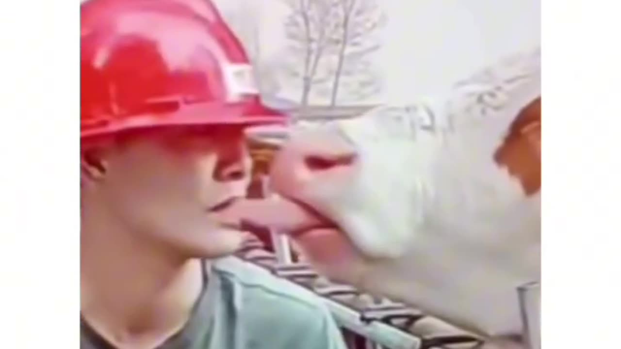 Kiss with cow