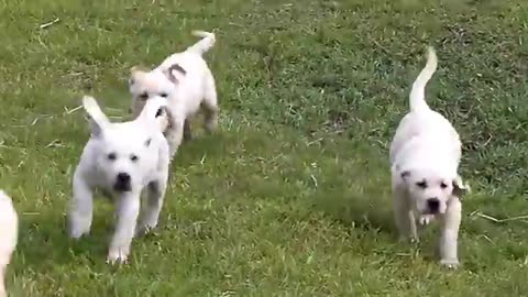 Labrador Father Teaches Puppies To Swim ADORABLE!!