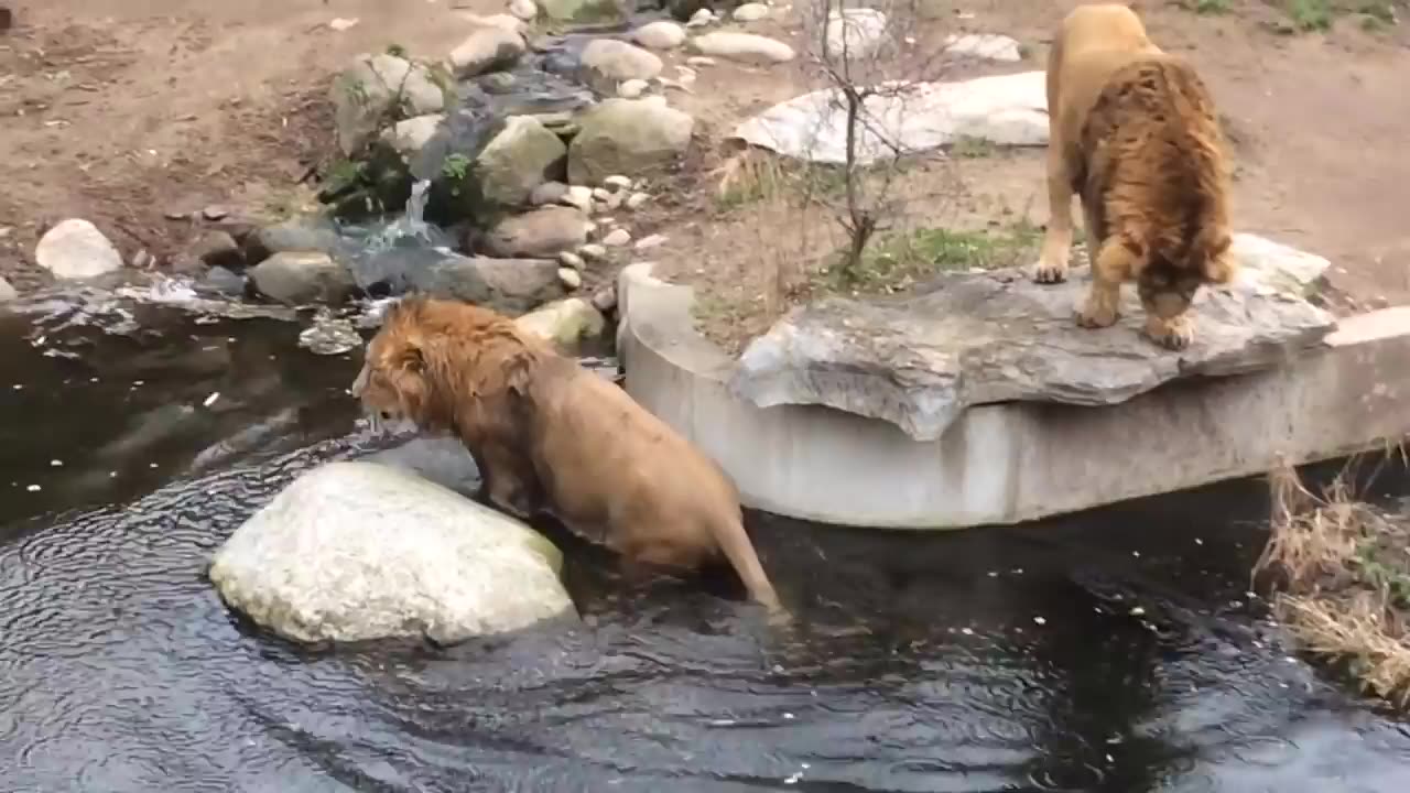 Smart Lion falls into water FUNNY Löwe fällt ins Wasser