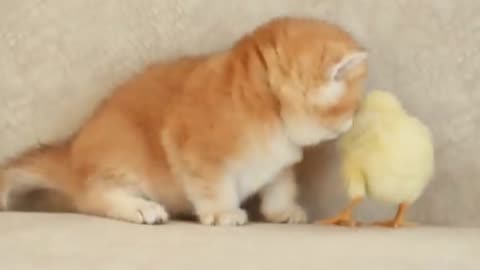 Baby Cat With Tiny Chicken