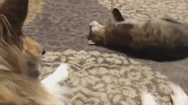 Funniest Cats 2022 - Don't try to hold back Laughter 😂