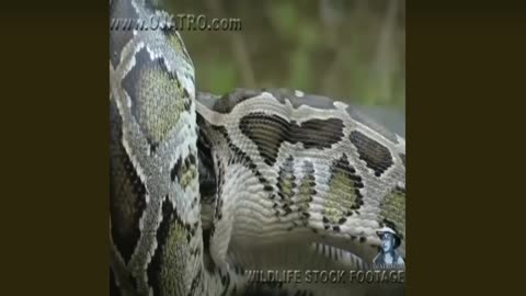 Snake eating crocodile