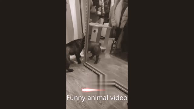 Funny animal video 2