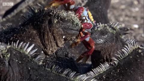 Best of Animal Teamwork | Part 1 | BBC Earth