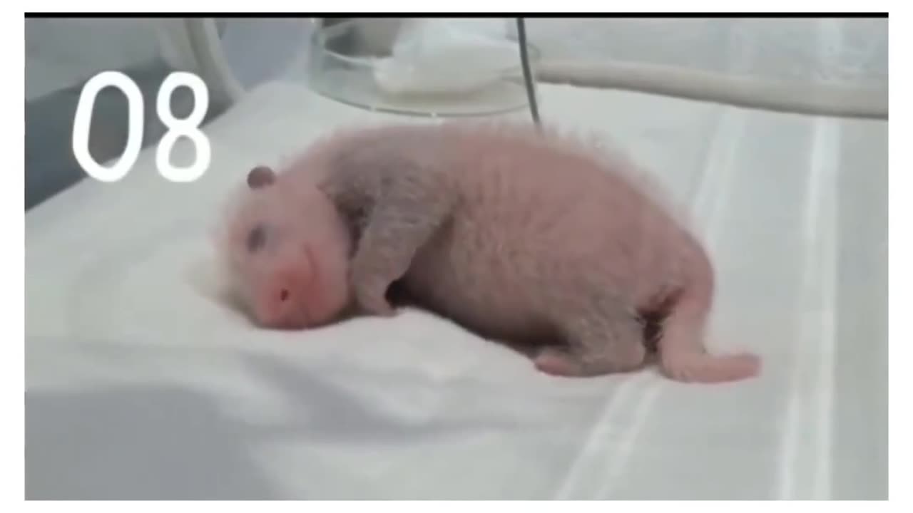 Evolution of baby panda 🐼 #babypanda #panda #explorepage #feed #trending #pandavideo #petvideo