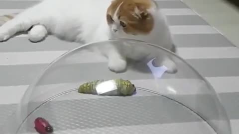 He thought it was funny