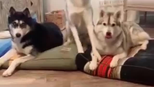 Cute and funny dog videos compilation ❤️😍 #shorts
