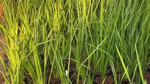 plantasornamentais #viveirodemudasflorescer