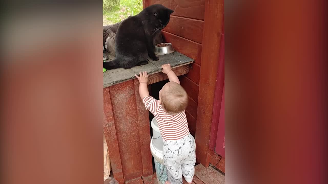 Babies Play With Dogs And Cats Compilation