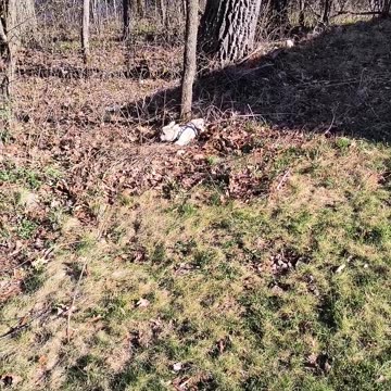 Berty 1st leaves to play with