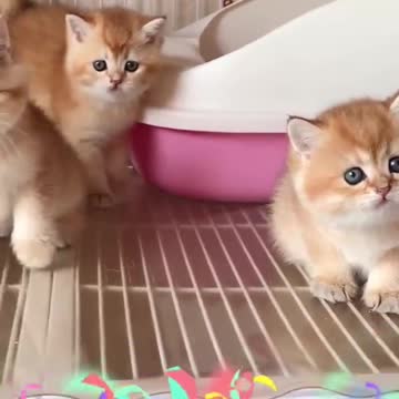 Baby Cat Satisfying Cute and Funny😍😲❤