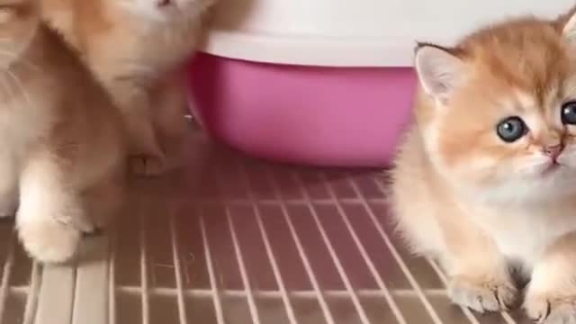 Baby Cat Satisfying Cute and Funny😍😲❤