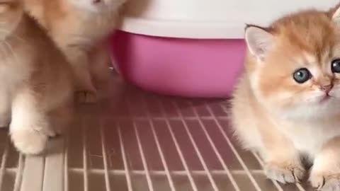 Baby Cat Satisfying Cute and Funny😍😲❤