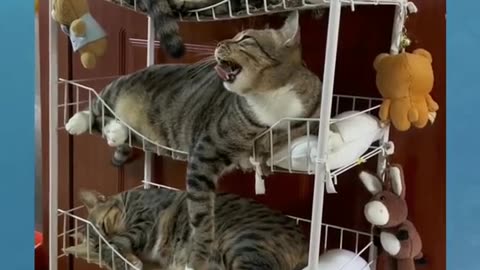Cute cats sleep on their Beds 😜☺️☺️🥀