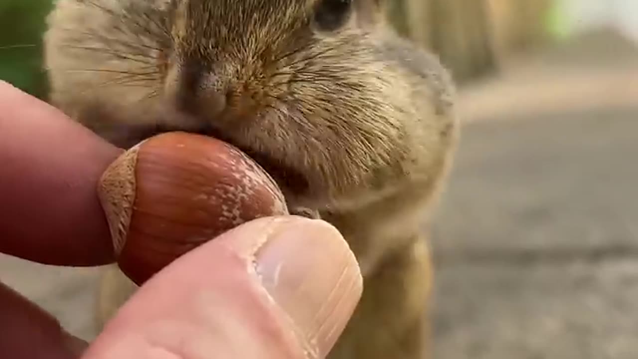 👉Behold the super cheek, power of the Boris