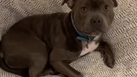 Funniest DOG Videos Ever!!