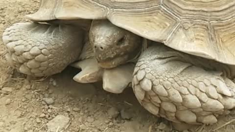 tortoises